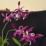 Dendrobium King Caesar